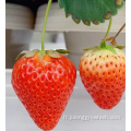 Greenhouse de la ferme de conteneurs aux fraises avec agriculture verticale